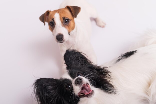 Foto retrato de um cão