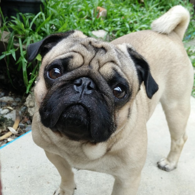 Foto retrato de um cão