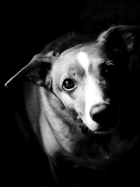 Foto retrato de um cão