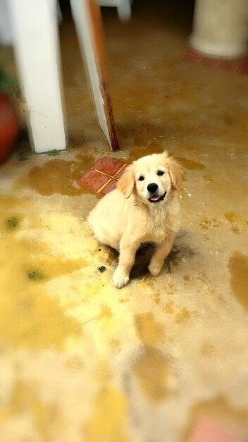 Foto retrato de um cão