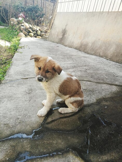 Foto retrato de um cão