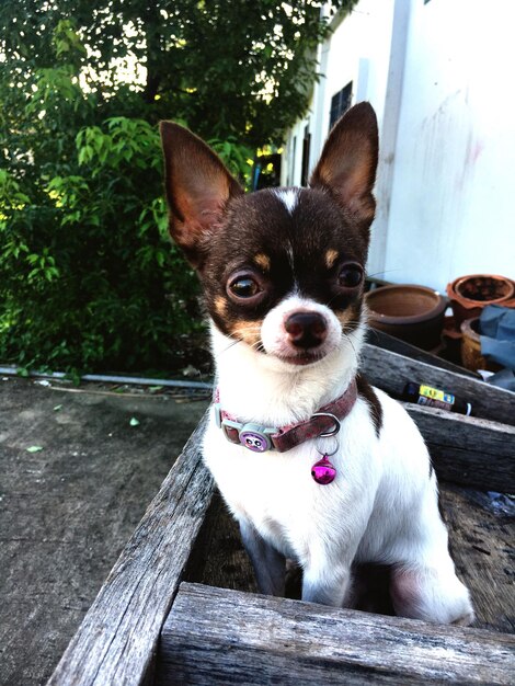 Foto retrato de um cão