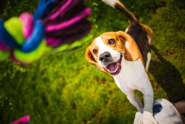 Foto retrato de um cão