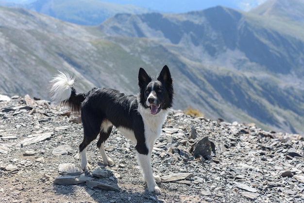 Foto retrato de um cão