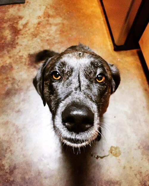 Foto retrato de um cão