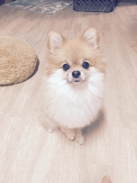 Retrato de um cão
