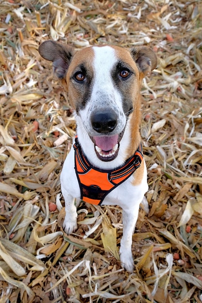 Foto retrato de um cão