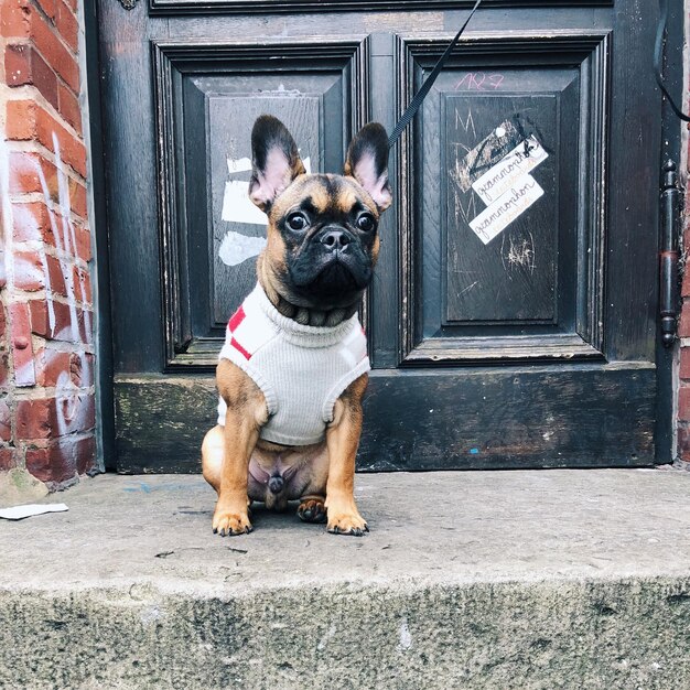 Foto retrato de um cão