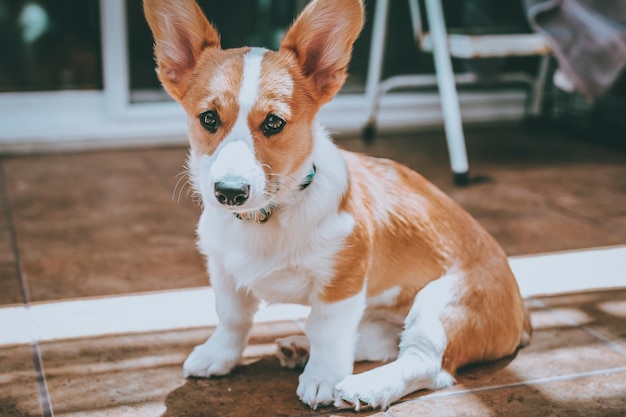 Retrato de um cão