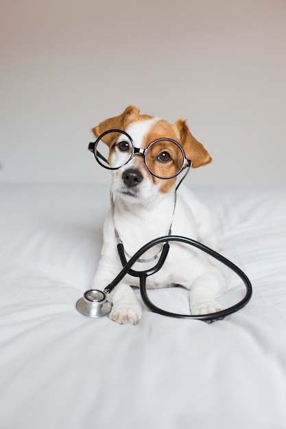 Retrato de um cão