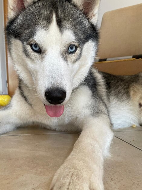 Foto retrato de um cão