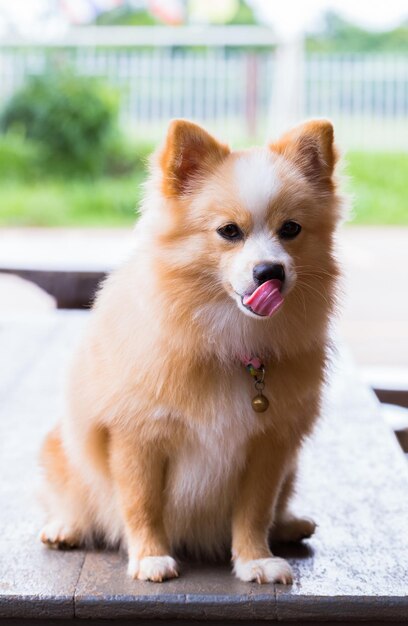 Foto retrato de um cão