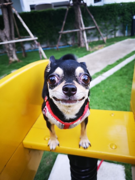 Foto retrato de um cão