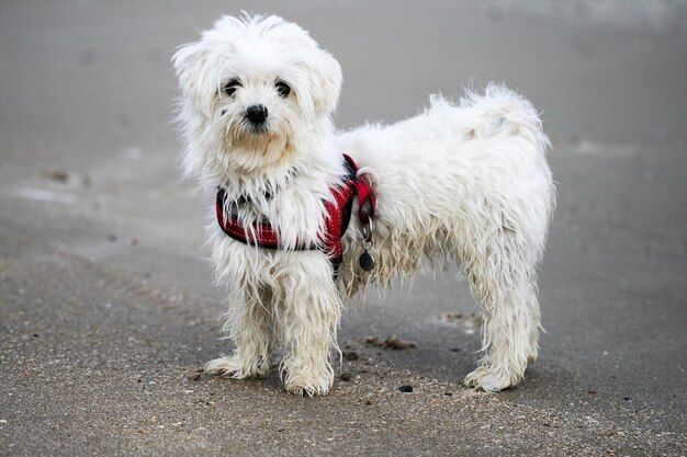 Retrato de um cão