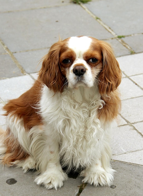 Foto retrato de um cão