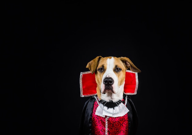 Foto retrato de um cão