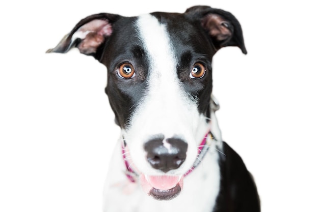 Retrato de um cão