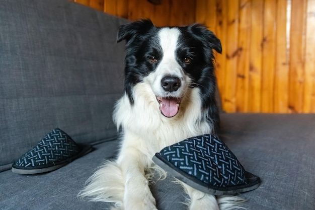 Retrato de um cão