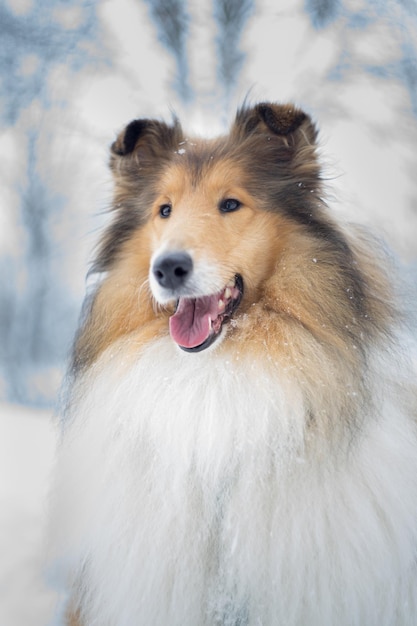 Retrato de um cão