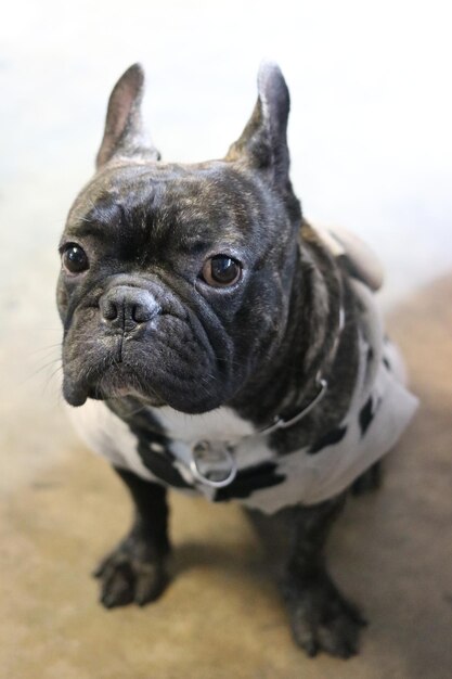 Retrato de um cão