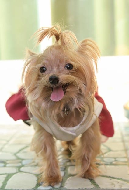 Foto retrato de um cão