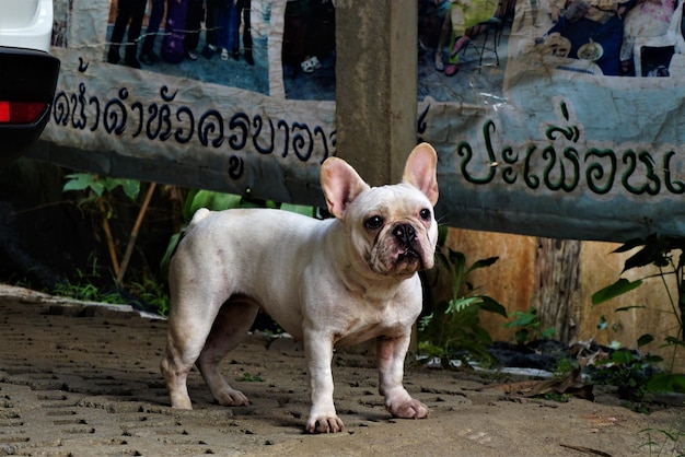 Foto retrato de um cão