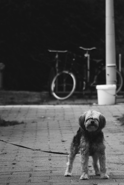 Foto retrato de um cão