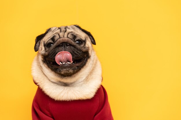 Foto retrato de um cão