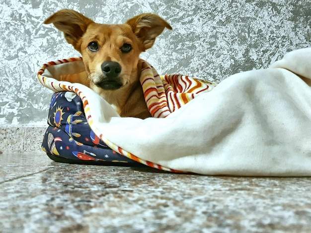 Retrato de um cão