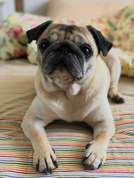 Foto retrato de um cão