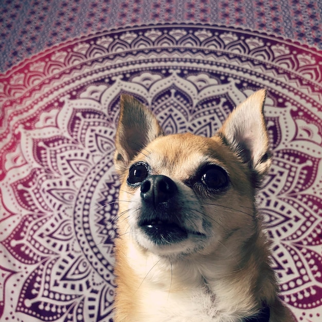 Foto retrato de um cão