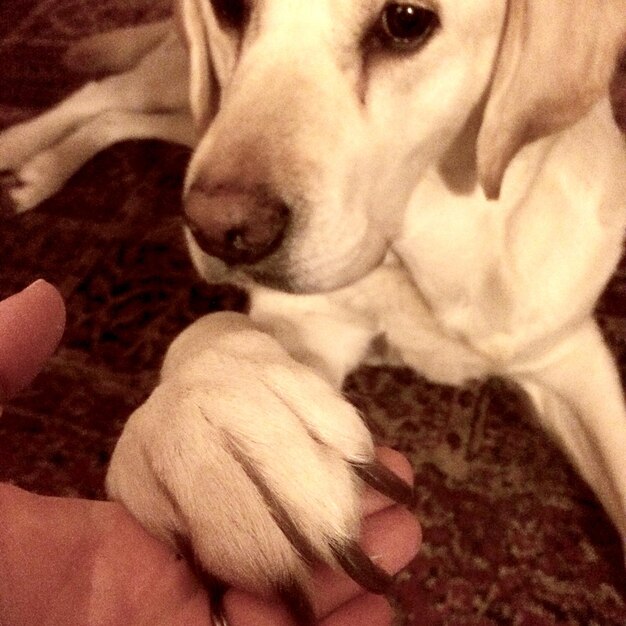 Foto retrato de um cão