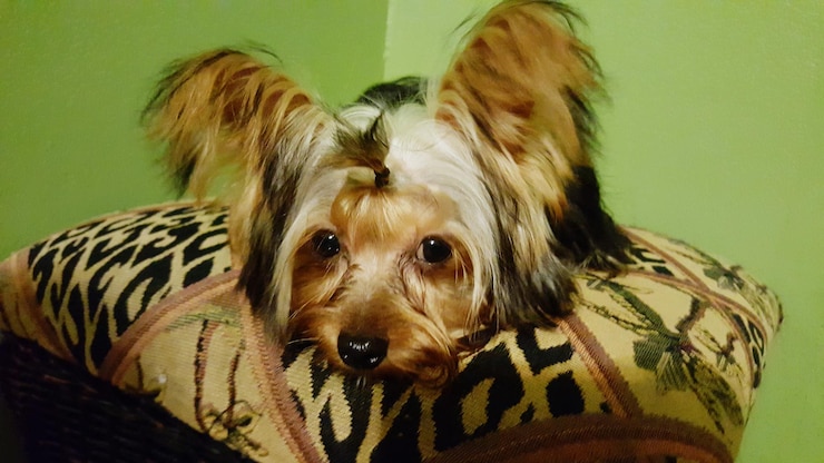 Foto retrato de um cão