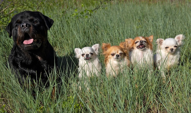 Foto retrato de um cão