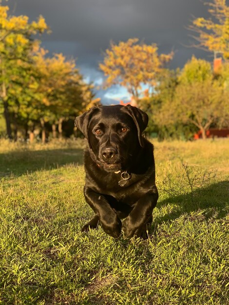 Retrato de um cão