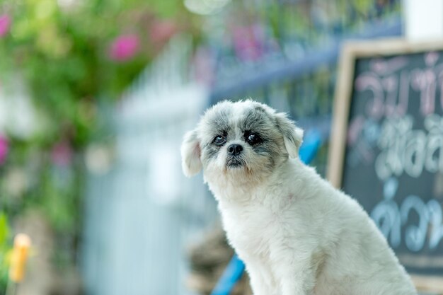 Retrato de um cão