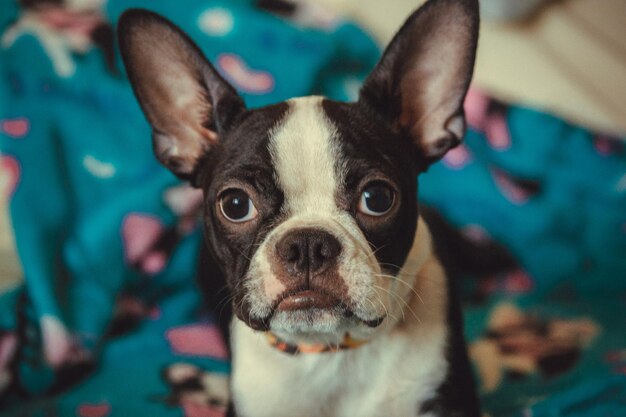 Retrato de um cão