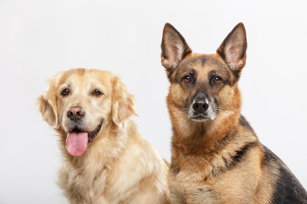 Retrato de um casal de cães expressivos, um cão pastor alemão e um cão Golden Retriever contra um fundo branco