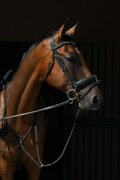 Retrato de um cavalo baio em munição em um fundo preto