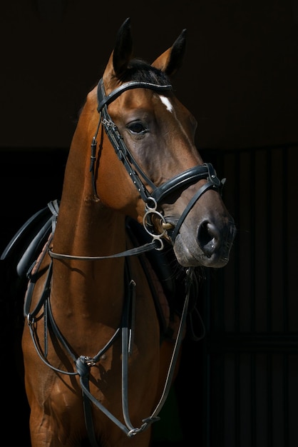 Retrato de um cavalo baio em munição em um fundo preto