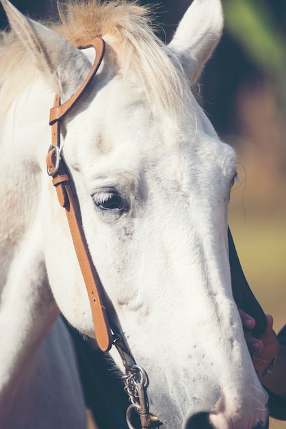 Retrato, de, um, cavalo branco, em, fazenda