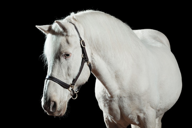 Retrato de um cavalo branco, isolado na parede preta