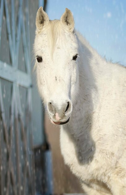 Retrato de um cavalo branco