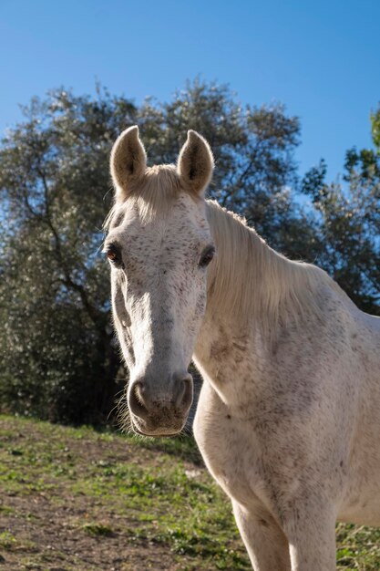 Retrato de um cavalo branco