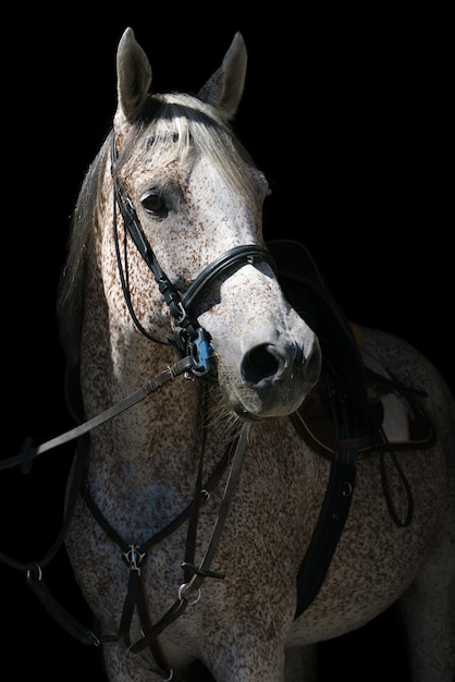 Retrato de um cavalo cinza em equipamento de equitação em um fundo preto