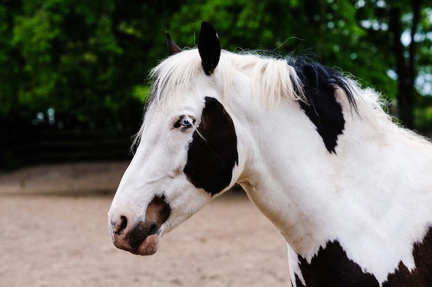 Retrato de um cavalo com lindos olhos azuis incomuns