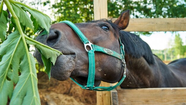 Retrato de um cavalo comendo grama. Verão em Tomsk.