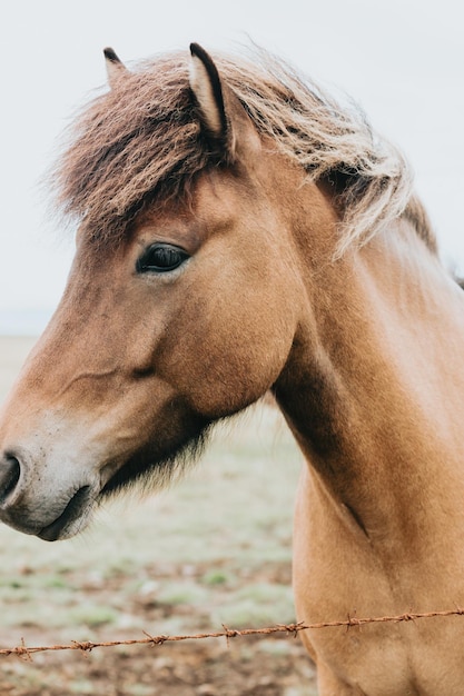 Retrato de um cavalo de cor de cabelo claro islandês Animais da Islândia fecham a imagem da raça nativa de cavalos islandêses Animal de beleza no deserto natural selvagem do norte da Islândia