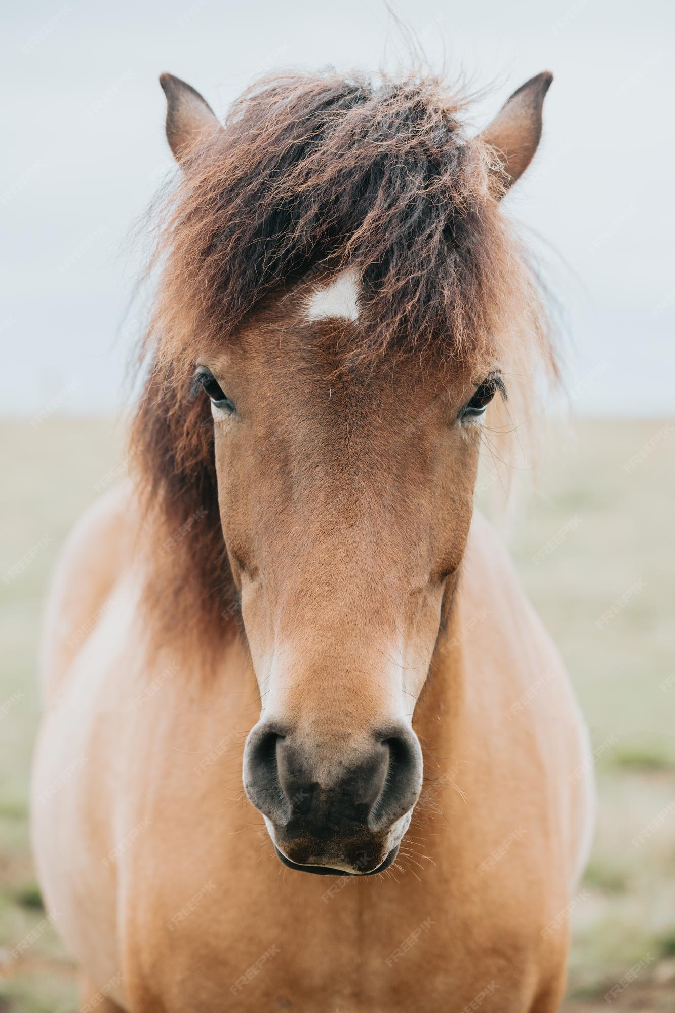 Coloração de Cavalos Online em COQUINHOS