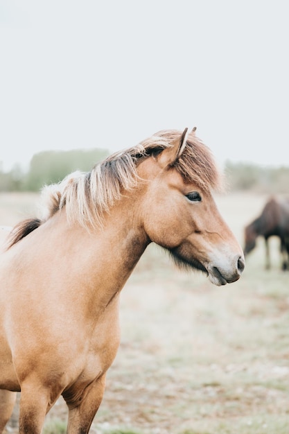 Retrato de um cavalo de cor de cabelo claro islandês Animais da Islândia fecham a imagem da raça nativa de cavalos islandêses Beleza animal no deserto natural selvagem do norte da Islândia